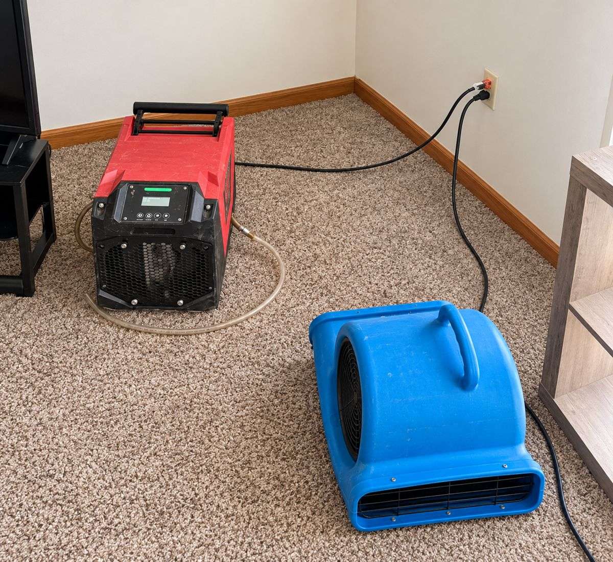 Red dehumidifier and blue air mover drying carpet after water extraction in a Manchester home